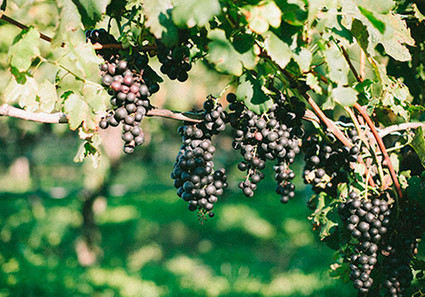Maggie Harkov Photography Wedding Inspiration
