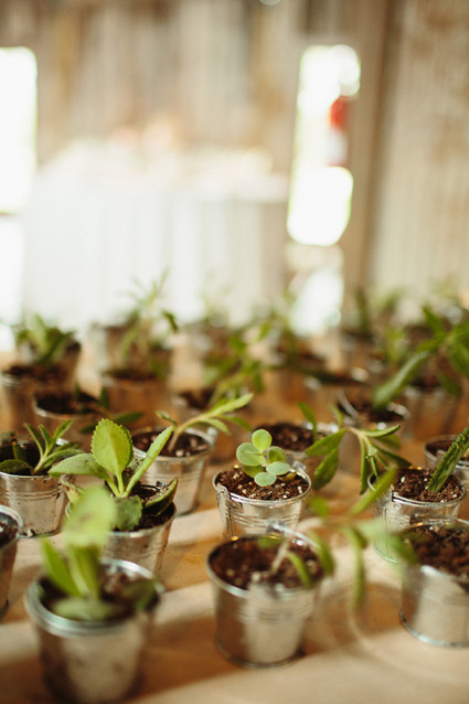 succulent favors Inspiration