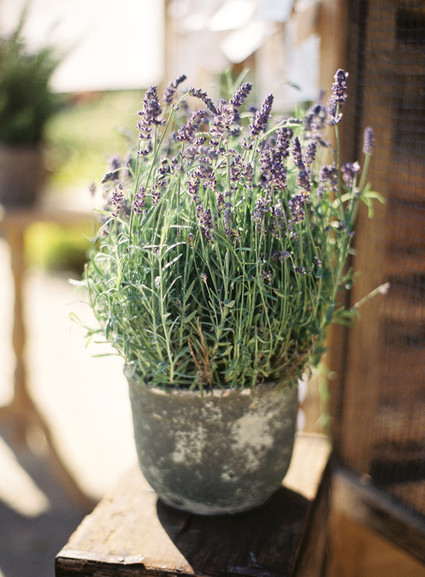 Jesi Haack Wedding Inspiration