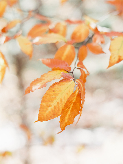 Fall Inspiration