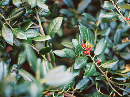 botanical garden wedding inspiration Wedding Inspiration