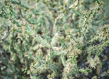 Cactus Inspiration