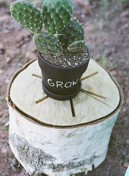 lil cactus Inspiration