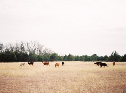 Alpaca Farm wedding inspiration