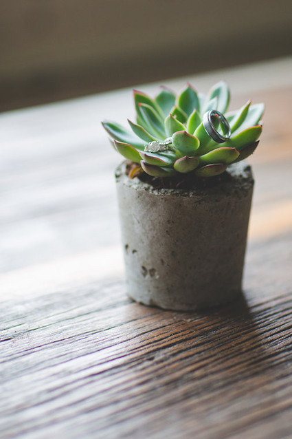 Succulent Inspiration