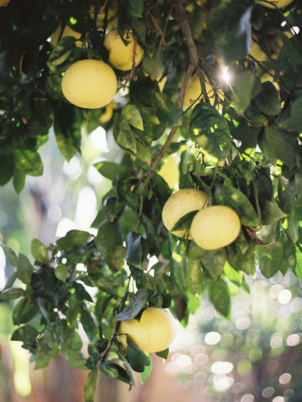Lemon Tree Inspiration