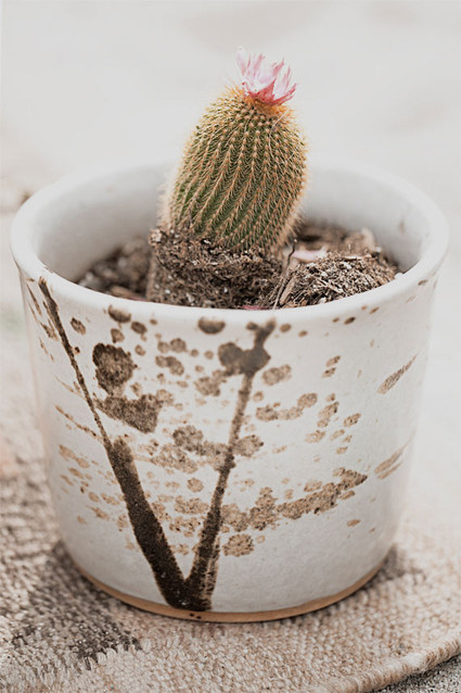 Mini bohemian cactus