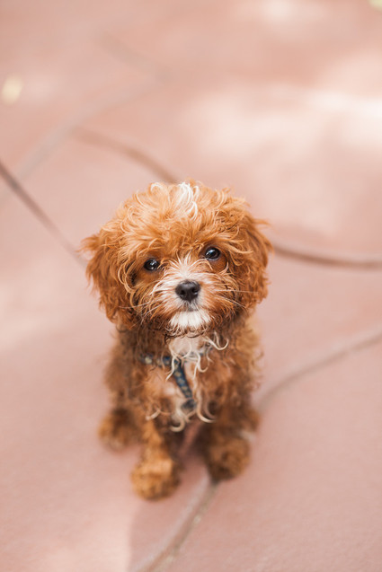 Wedding animals Inspiration