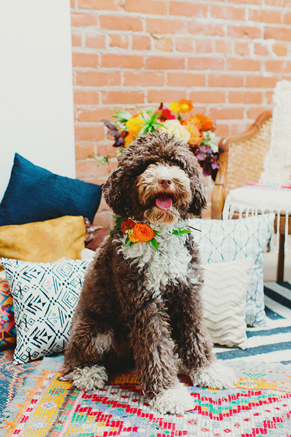 Southwest puppy first birthday party