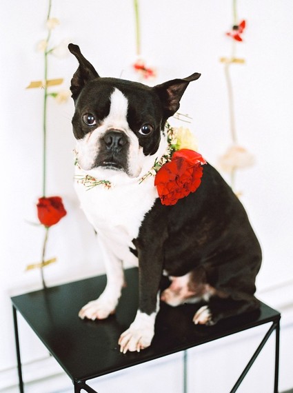 Animal portrait Inspiration