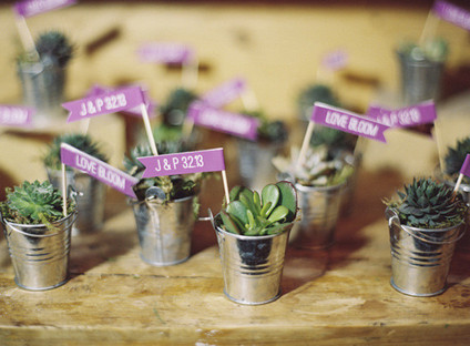 Succulent wedding favors