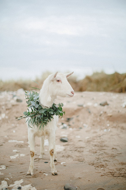 Goat wedding Inspiration