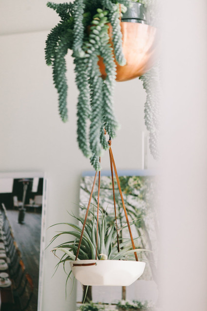 Indoor hanging plants