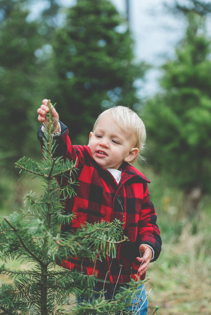 Christmas tree farm family photos