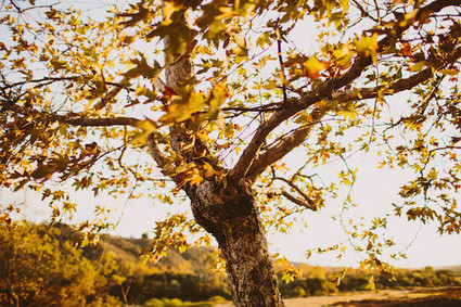fall family portraits