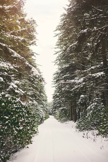 Snowy forest