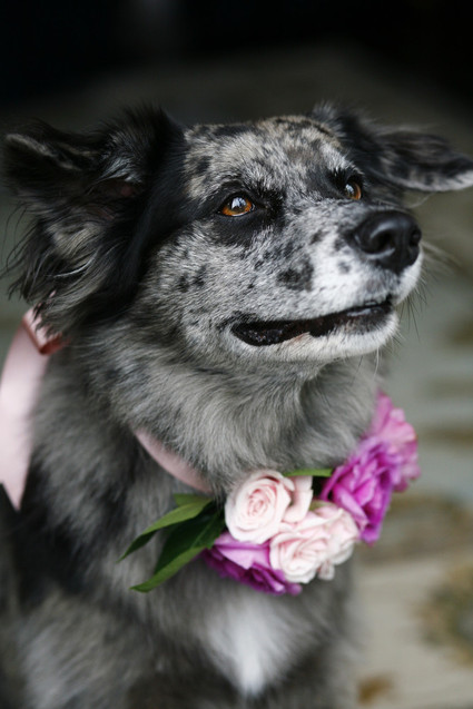Wedding pets