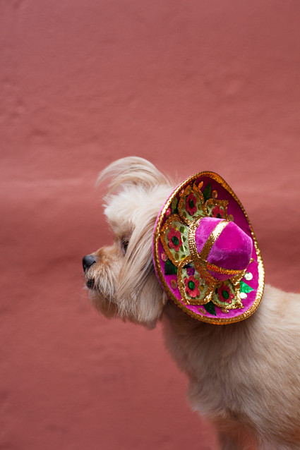 dog sombrero