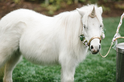 a real unicorn party visitor