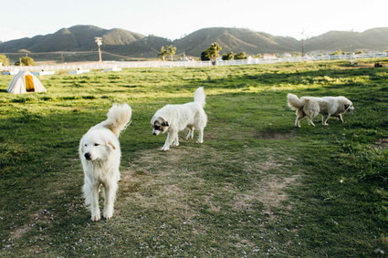 Farm maternity photos