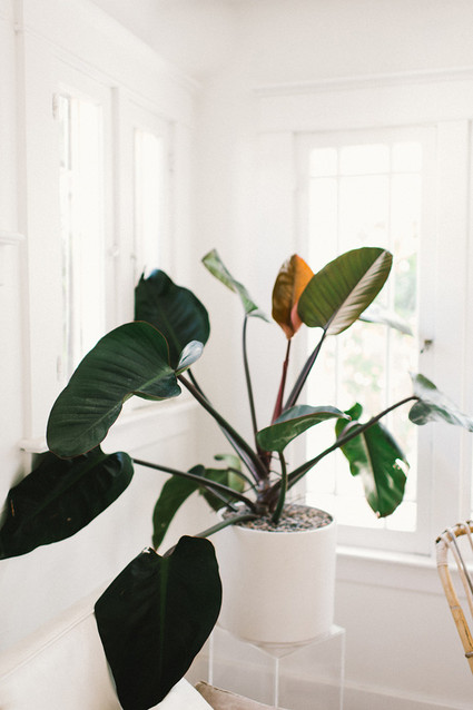 Venice Beach at home engagement shoot