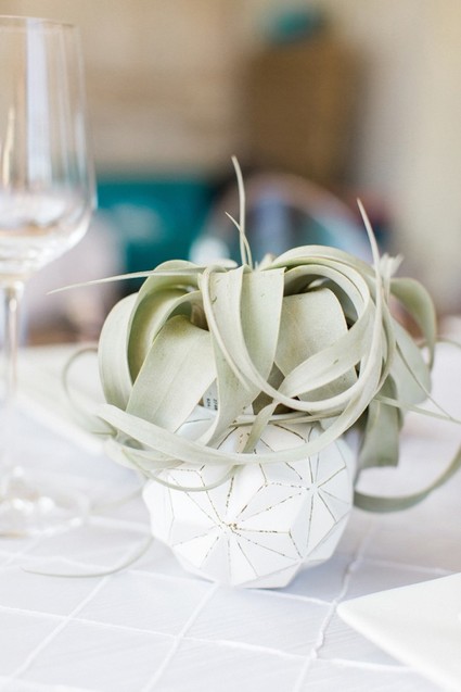 Airplant Inspiration