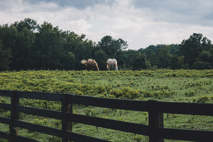 Romantic southern orchard wedding inspiration