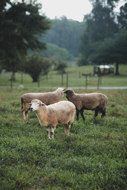 Romantic southern orchard wedding inspiration