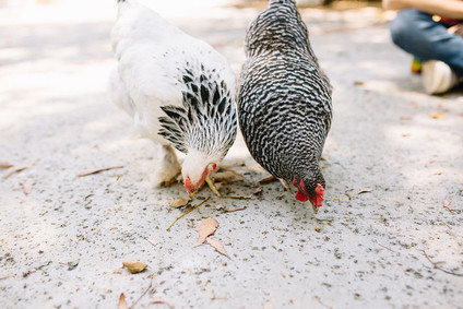 Maya Brenner Silverlake home tour