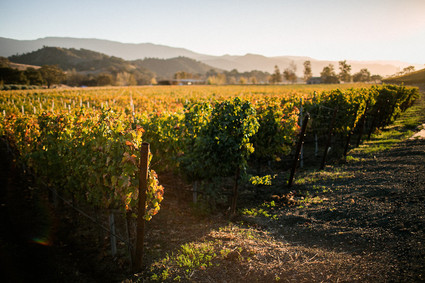 A day at a vineyard with Orbit stroller