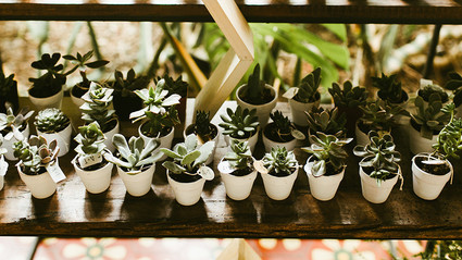 Succulent wedding favors