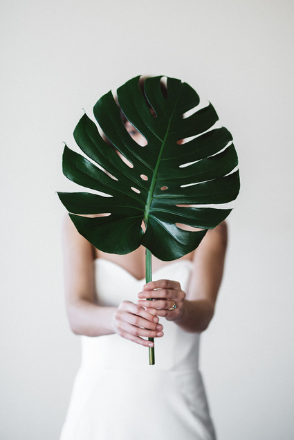 Monstera leaf