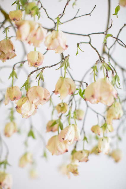 dogwood Inspiration