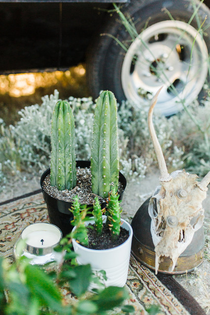 Cactus Inspiration