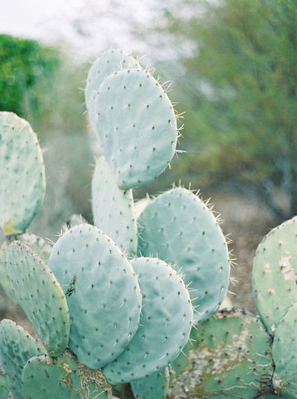 Cactus Inspiration