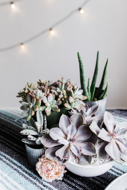 pastel succulents Inspiration