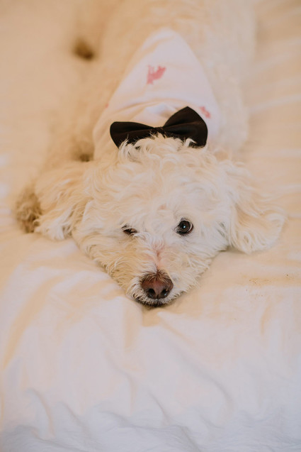 Wedding doggie