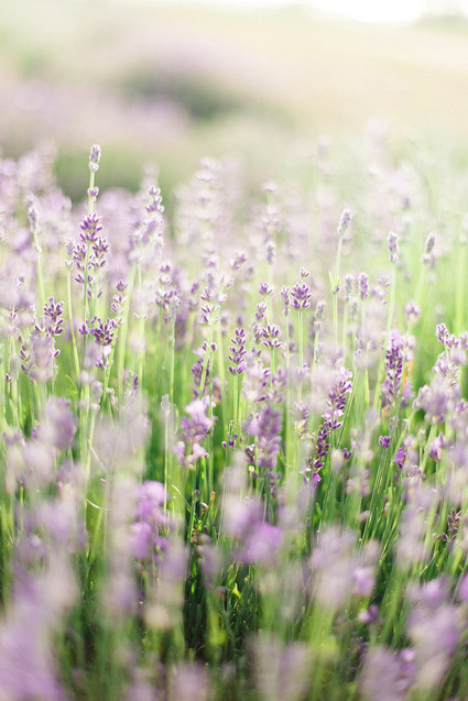 lavender fields