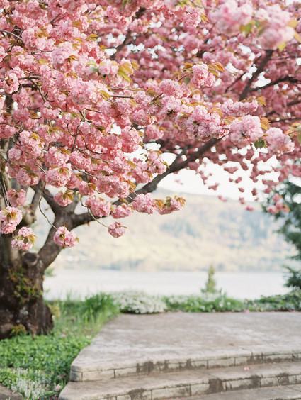 Flowering cherry tree at the Columbia Gorge Hotel