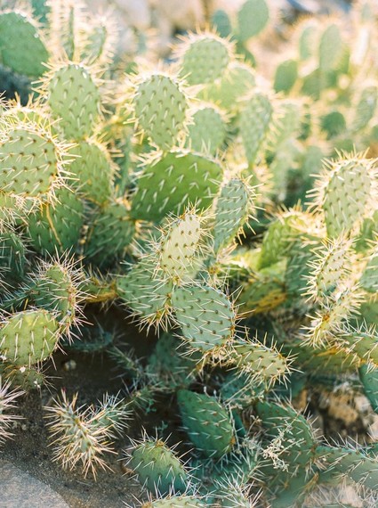 Eclectic Joshua Tree wedding at the Sacred Sands Inn Inspiration