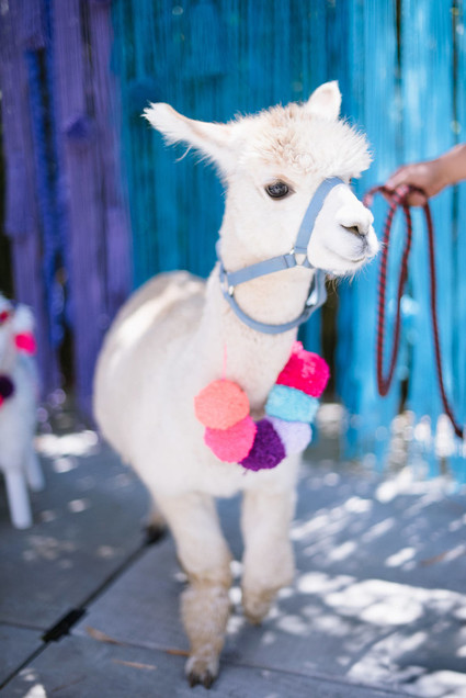 Llama-inspired Frida Kahlo 3rd birthday party