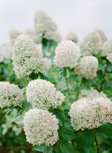 Pippin Hill Farm maternity photos