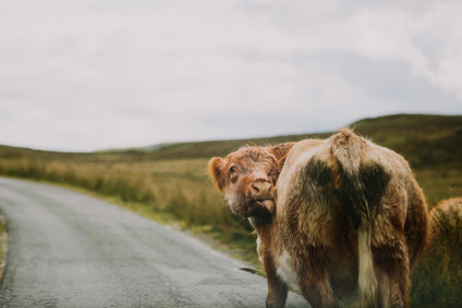 Elopement in the Scottish Highlands on the Isle of Skype