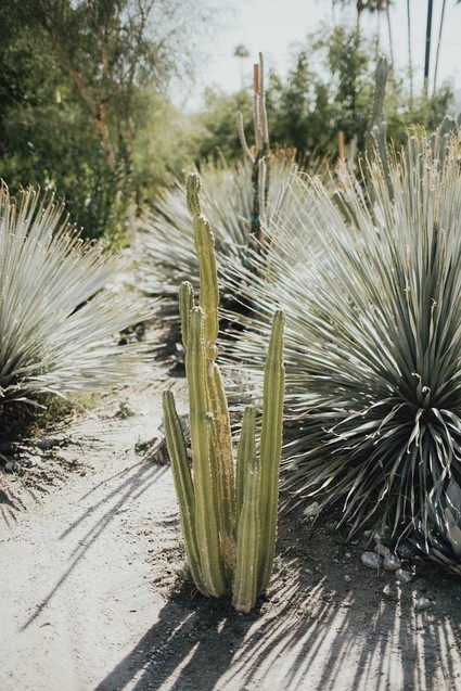 Tropical earth tone Palm Springs wedding at Colony 29