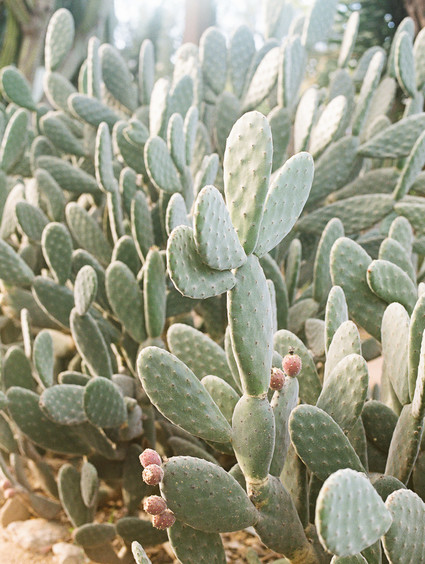 Geometric brass + blush wedding inspiration at Franciscan Gardens