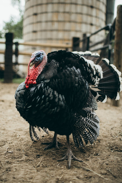 Rustic moody farm wedding inspiration in Bozeman, Montana