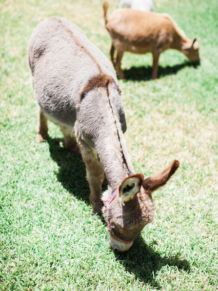 Party like an animal first birthday