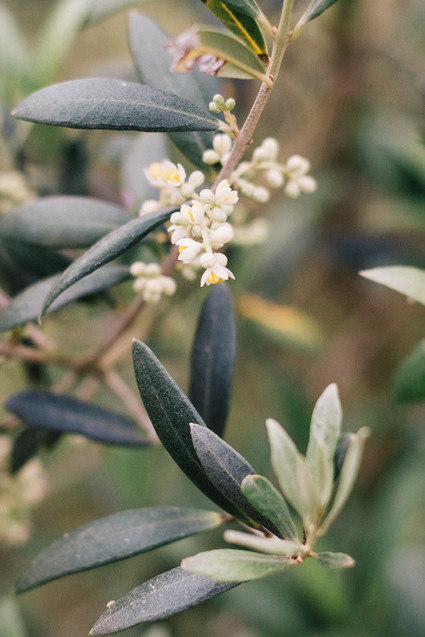 Late summer European elopement and dinner party in the Spanish Basque Country