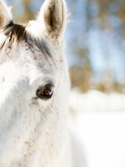 Luxe winter Rocky Mountain ranch wedding Inspiration