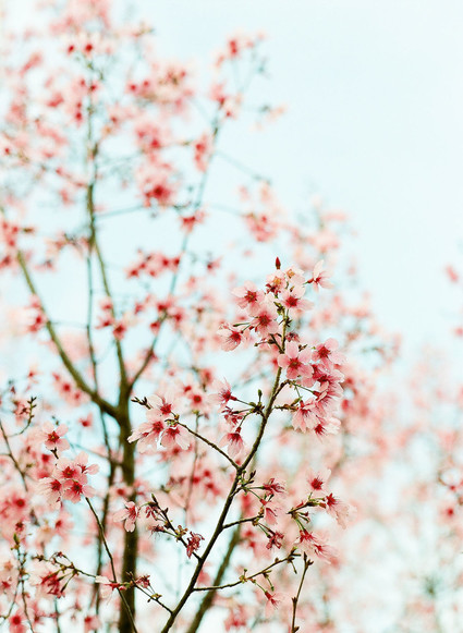 Cherry blossom bridal editorial in Charleston